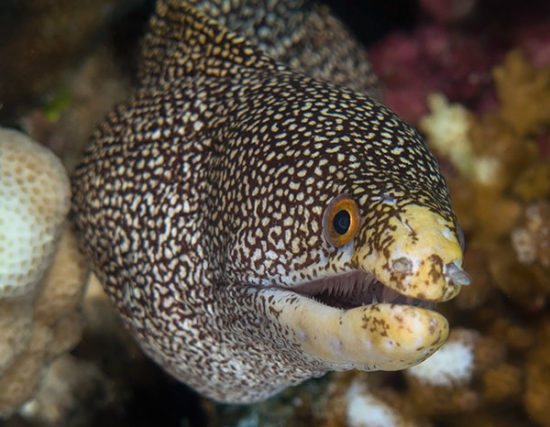 Snorkeling - Bucea en el Paraiso!