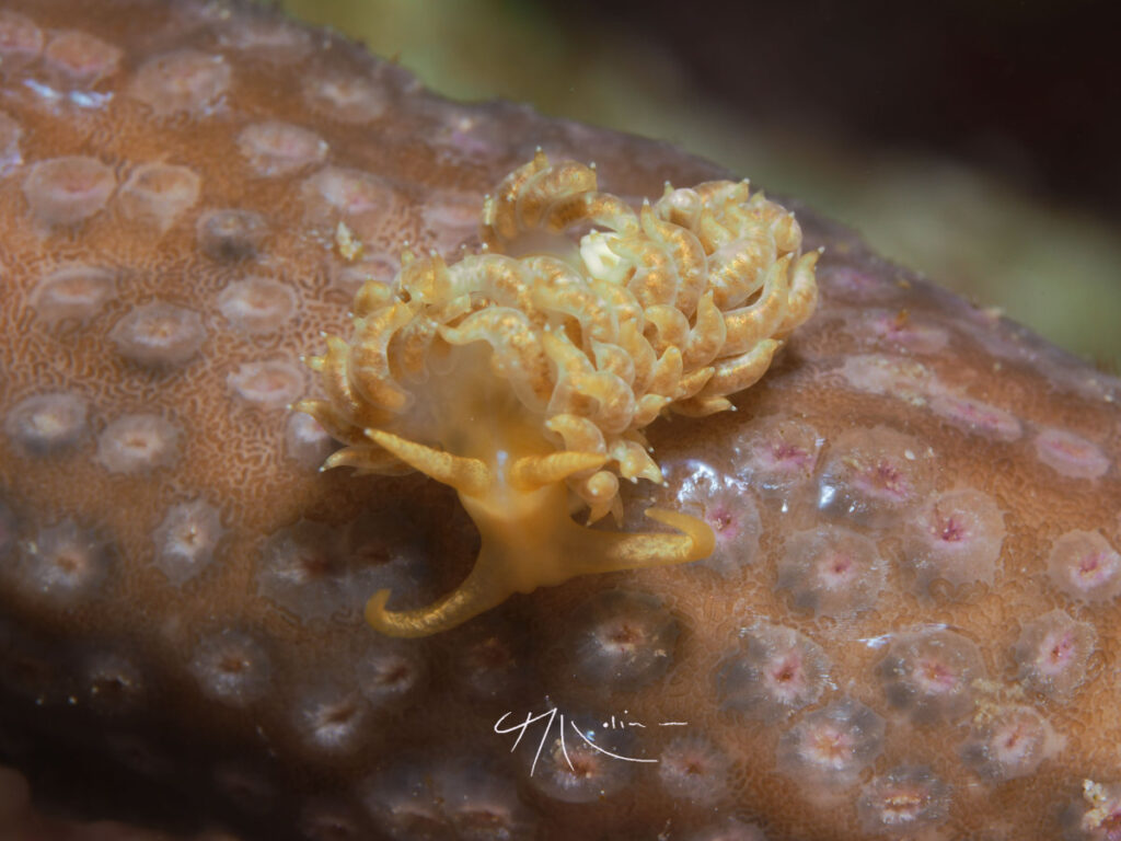 Animales Moana Divers Fotografías por Cristóbal Molina (14)
