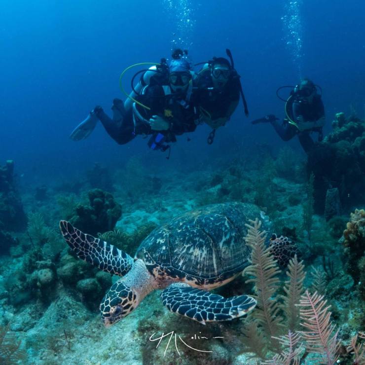 Scuba diving with turtles Moana Divers roatan2